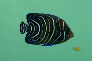 Koran-Kaiserfisch