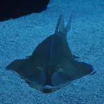 Blackchin Guitarfish