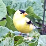 American Goldfinch