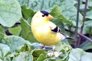 Goudsijs