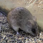 Acacia Rat