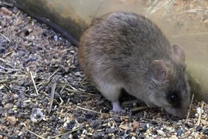 Acacia Rat