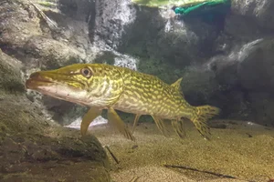 Snoek