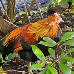 Feral Chicken