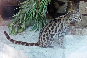 Margay