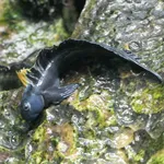 Alticus orientalis