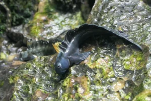 Alticus orientalis