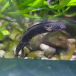 Danube Crested Newt