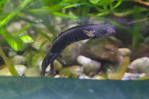 Donaukamsalamander