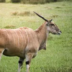 eland