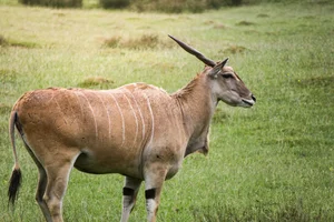 Elandantilope