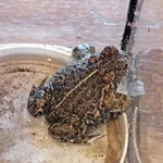 Natterjack Toad