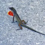 Cuban Brown Anole
