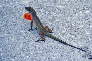 Bruine anolis