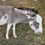 Donkey