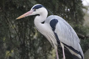 Blauwe Reiger