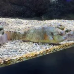 Parrotfish