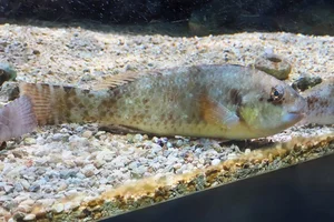Griekse papegaaivis