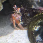 anemone hermit crab