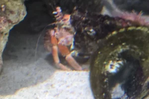anemone hermit crab
