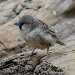 Sociable Weaver