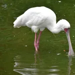African Spoonbill