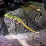 Cameroon Dwarf Gecko