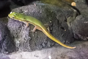 Cameroon Dwarf Gecko