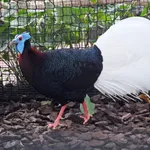 Bulwer's Pheasant