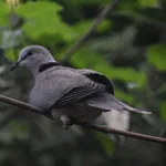 Ring-necked Dove