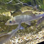 European Grayling