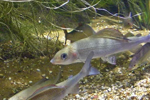 Vlagzalm