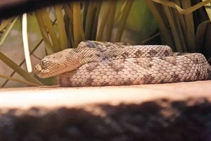 Catalina Island Rattlesnake