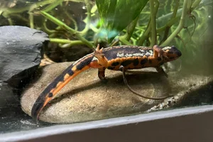 Zwaardstaartsalamander