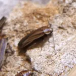 firefly cockroach