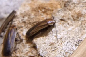 firefly cockroach