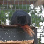 Variable Squirrel