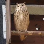 Eurasian Eagle-Owl