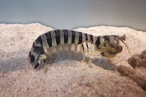 dotted mantis shrimp
