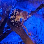 Common Spotted Cuscus