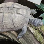 West African Mud Turtle