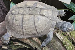West African Mud Turtle