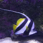 Pennant Coral Fish