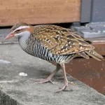 Banded rail