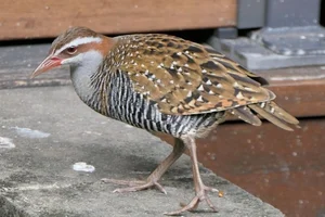 Geelbandral