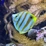 False Batfish