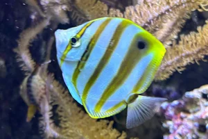 False Batfish