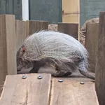 Large Hairy Armadillo