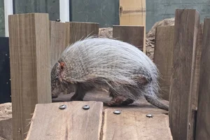 Bruinbehaard Gordeldier
