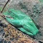 Mexican Giant Tree Frog